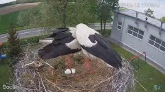 2022-05-13 21_41_00-#Bociany na żywo - #kamera na #gniazdo pod Zambrowem #WhiteStork #nest #livecam .jpg