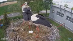 2022-05-13 21_41_08-#Bociany na żywo - #kamera na #gniazdo pod Zambrowem #WhiteStork #nest #livecam .jpg