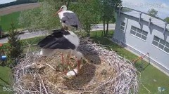 2022-05-13 21_41_32-#Bociany na żywo - #kamera na #gniazdo pod Zambrowem #WhiteStork #nest #livecam .jpg