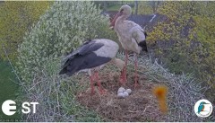 2022-05-15 11_56_44-Baltie stārķi (Ciconia ciconia) Tukuma novadā - LDF tiešraide __ White storks in.jpg