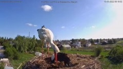 2022-05-15 12_07_53-Bociany online podgląd z kamery na gniazdo bociana – Kinza.jpg