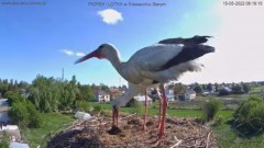 2022-05-15 12_08_06-Bociany online podgląd z kamery na gniazdo bociana – Kinza.jpg
