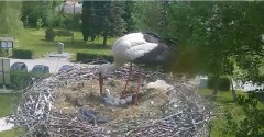 2022-05-17 10_39_08-Gniazdo bociana Tyrawa Wołoska - kamera na żywo WebCamera.pl – Kinza.jpg