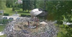 2022-05-17 10_39_06-Gniazdo bociana Tyrawa Wołoska - kamera na żywo WebCamera.pl – Kinza.jpg