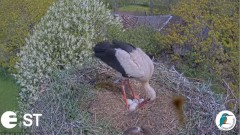 2022-05-19 14_36_15-Baltie stārķi (Ciconia ciconia) Tukuma novadā - LDF tiešraide __ White storks in.jpg