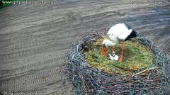 2022-05-21 09_50_18-Grupa EkoLogiczna _ Grupa EkoLogiczna jest ogólnopolską organizacją przyrodniczą.jpg