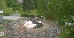 2022-05-22 09_01_28-Gniazdo bociana Tyrawa Wołoska - kamera na żywo WebCamera.pl – Kinza.jpg