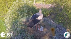 2022-05-23 22_41_57-Baltie stārķi (Ciconia ciconia) Tukuma novadā - LDF tiešraide __ White storks in.jpg