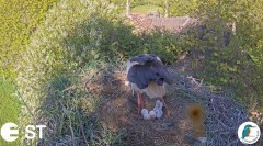 2022-05-23 22_42_12-Baltie stārķi (Ciconia ciconia) Tukuma novadā - LDF tiešraide __ White storks in.jpg