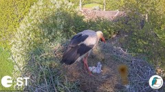 2022-05-23 22_42_23-Baltie stārķi (Ciconia ciconia) Tukuma novadā - LDF tiešraide __ White storks in.jpg