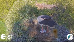 2022-05-23 22_42_37-Baltie stārķi (Ciconia ciconia) Tukuma novadā - LDF tiešraide __ White storks in.jpg