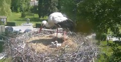 2022-05-24 10_23_48-Gniazdo bociana Tyrawa Wołoska - kamera na żywo WebCamera.pl – Kinza.jpg