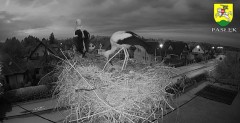 2022-05-24 21_28_34-BOCIANY kamera na żywo z gniazda w Pasłęku – Kinza.jpg