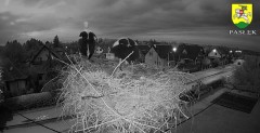 2022-05-24 21_28_52-BOCIANY kamera na żywo z gniazda w Pasłęku – Kinza.jpg
