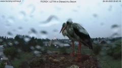 2022-05-25 21_09_55-Bociany online podgląd z kamery na gniazdo bociana – Kinza.jpg