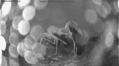 2022-05-25 21_09_16-Bociany online podgląd z kamery na gniazdo bociana – Kinza.jpg