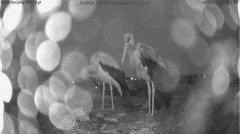 2022-05-25 21_09_32-Bociany online podgląd z kamery na gniazdo bociana – Kinza.jpg