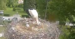 2022-05-27 11_38_04-Gniazdo bociana Tyrawa Wołoska - kamera na żywo WebCamera.pl – Kinza.jpg