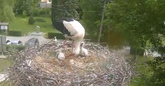 2022-05-27 11_37_56-Gniazdo bociana Tyrawa Wołoska - kamera na żywo WebCamera.pl – Kinza.jpg