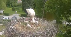 2022-05-27 11_37_32-Gniazdo bociana Tyrawa Wołoska - kamera na żywo WebCamera.pl – Kinza.jpg