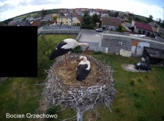 2022-05-27 19_08_01-Bocian Wojtek i jego rodzinka z Orzechowa - Żerkowsko-Czeszewski Park Krajobrazo.jpg