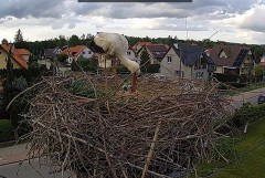 2022-05-27 19_11_09-BOCIANY kamera na żywo z gniazda w Pasłęku – Kinza.jpg