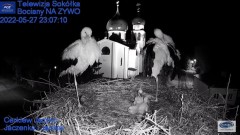 2022-05-27 23_06_36-Gniazdo Bocianie - Telewizja Sokółka [NA ŻYWO] _ IP Camera_ Stork's nest [LIVE] .jpg