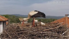 2022-05-28 21_10_52-Камера предава на живо от гнездо на щъркели в село Драгушиново_Camera from a sto.jpg