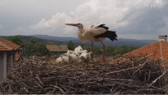 2022-05-28 21_11_32-Камера предава на живо от гнездо на щъркели в село Драгушиново_Camera from a sto.jpg