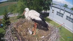 2022-05-28 22_11_27-#Bociany na żywo - #kamera na #gniazdo pod Zambrowem #WhiteStork #nest #livecam .jpg