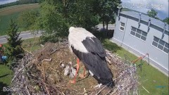 2022-05-28 22_11_40-#Bociany na żywo - #kamera na #gniazdo pod Zambrowem #WhiteStork #nest #livecam .jpg