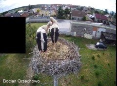 2022-05-28 23_06_40-Bocian Wojtek i jego rodzinka z Orzechowa - Żerkowsko-Czeszewski Park Krajobrazo.jpg