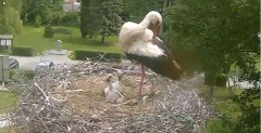 2022-05-29 11_34_37-Gniazdo bociana Tyrawa Wołoska - kamera na żywo WebCamera.pl – Kinza.jpg