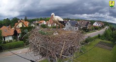 2022-05-29 12_10_49-BOCIANY kamera na żywo z gniazda w Pasłęku – Kinza.jpg