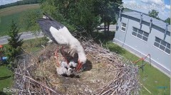 2022-05-31 23_02_32-#Bociany na żywo - #kamera na #gniazdo pod Zambrowem #WhiteStork #nest #livecam .jpg