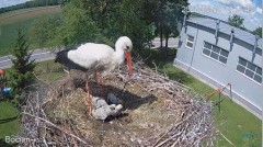 2022-05-31 23_02_59-#Bociany na żywo - #kamera na #gniazdo pod Zambrowem #WhiteStork #nest #livecam .jpg
