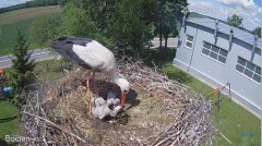 2022-05-31 23_03_29-#Bociany na żywo - #kamera na #gniazdo pod Zambrowem #WhiteStork #nest #livecam .jpg