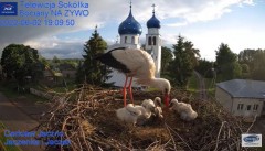 2022-06-02 21_56_06-Gniazdo Bocianie - Telewizja Sokółka [NA ŻYWO] _ IP Camera_ Stork's nest [LIVE] .jpg