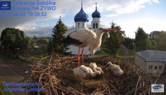 2022-06-02 21_56_08-Gniazdo Bocianie - Telewizja Sokółka [NA ŻYWO] _ IP Camera_ Stork's nest [LIVE] .jpg