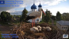 2022-06-02 21_56_23-Gniazdo Bocianie - Telewizja Sokółka [NA ŻYWO] _ IP Camera_ Stork's nest [LIVE] .jpg