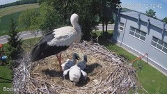 2022-06-05 23_21_54-#Bociany na żywo - #kamera na #gniazdo pod Zambrowem #WhiteStork #nest #livecam .jpg