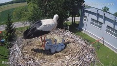 2022-06-05 23_22_07-#Bociany na żywo - #kamera na #gniazdo pod Zambrowem #WhiteStork #nest #livecam .jpg