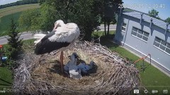 2022-06-05 23_22_16-#Bociany na żywo - #kamera na #gniazdo pod Zambrowem #WhiteStork #nest #livecam .jpg