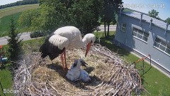 2022-06-05 23_22_55-#Bociany na żywo - #kamera na #gniazdo pod Zambrowem #WhiteStork #nest #livecam .jpg