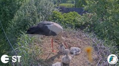 2022-06-06 19_58_05-Baltie stārķi (Ciconia ciconia) Tukuma novadā - LDF tiešraide __ White storks in.jpg