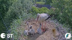 2022-06-06 19_58_13-Baltie stārķi (Ciconia ciconia) Tukuma novadā - LDF tiešraide __ White storks in.jpg