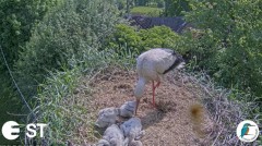 2022-06-06 19_58_21-Baltie stārķi (Ciconia ciconia) Tukuma novadā - LDF tiešraide __ White storks in.jpg