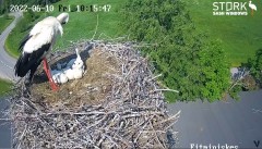 2022-06-10 09_15_58-Stork webcam - Heritage Timber Sash Windows – Kinza.jpg