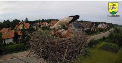 2022-06-10 16_48_18-BOCIANY kamera na żywo z gniazda w Pasłęku – Kinza.jpg