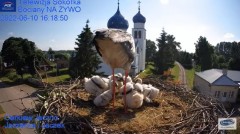 2022-06-10 22_44_04-Gniazdo Bocianie - Telewizja Sokółka [NA ŻYWO] _ IP Camera_ Stork's nest [LIVE] .jpg